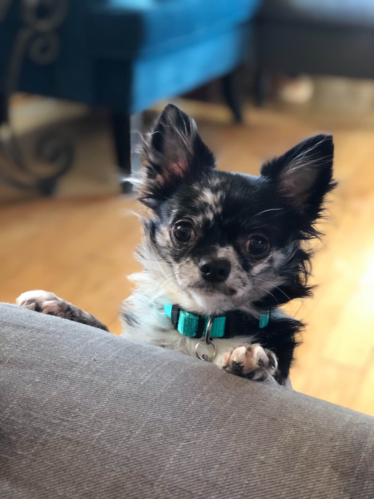 Chihuahua Puppies breeder image 6