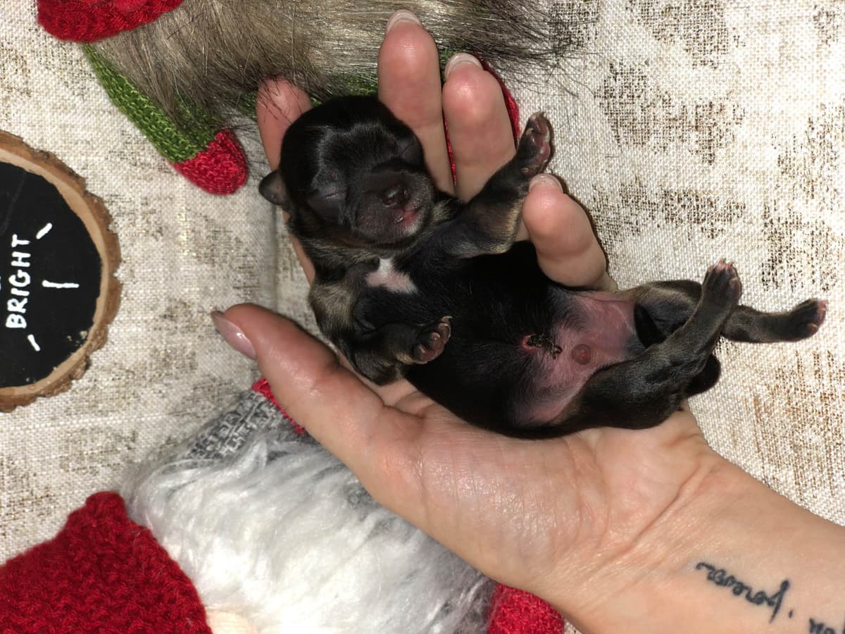 Chihuahua Puppies breeder image 5
