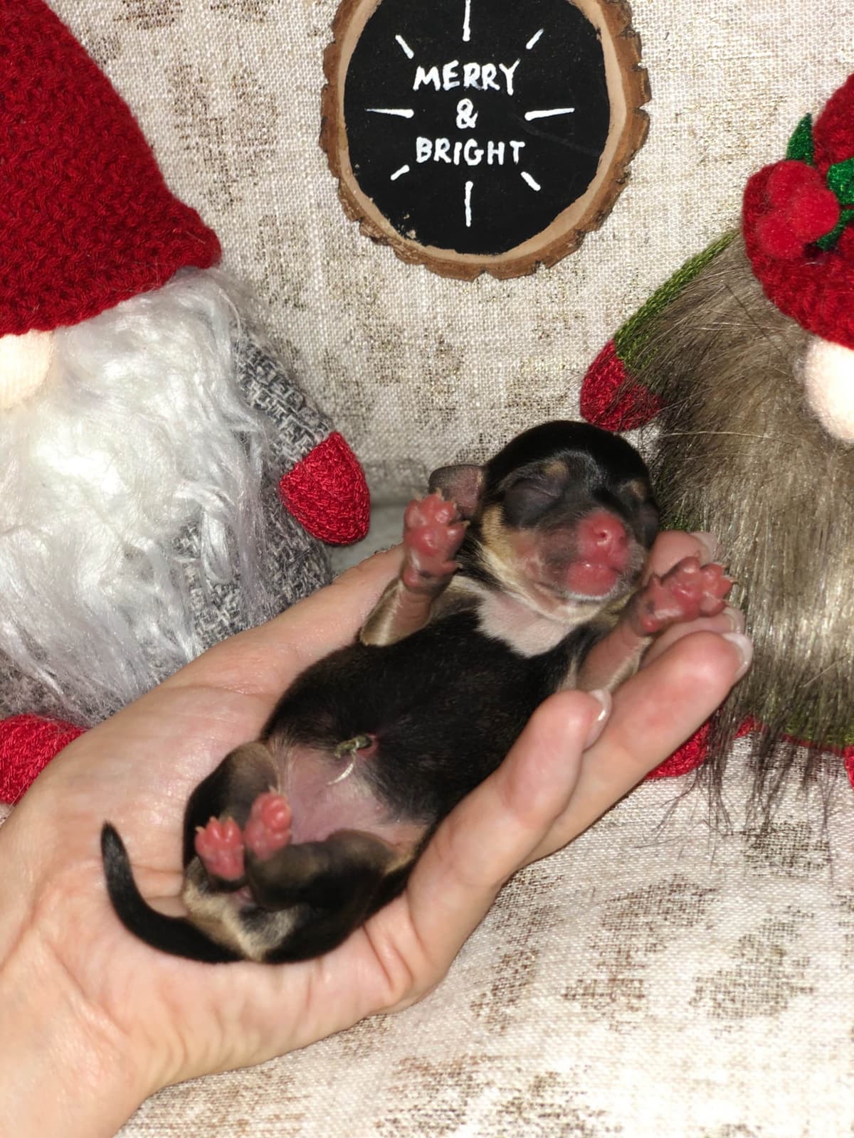 Chihuahua Puppies breeder image 8