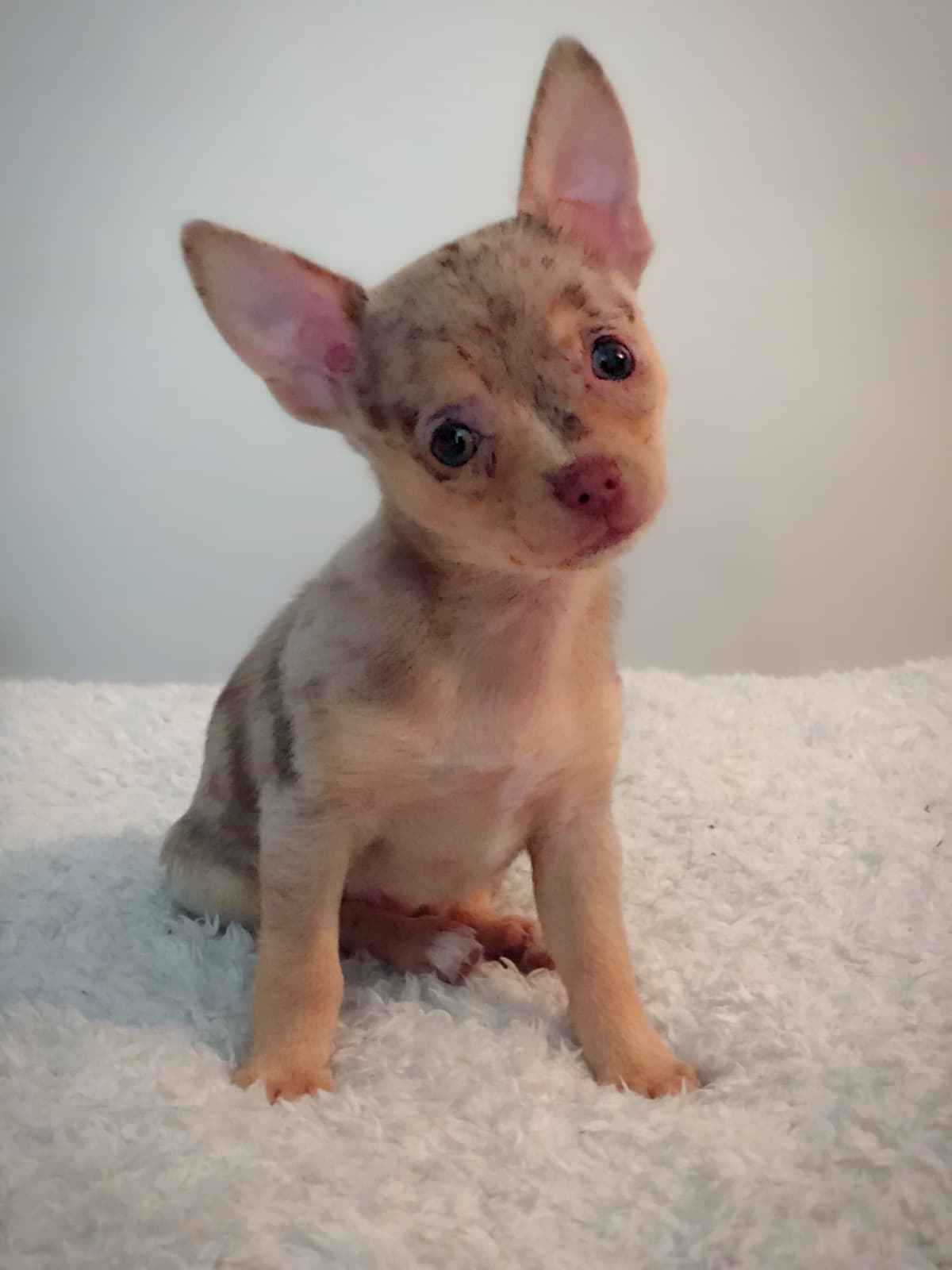 Chihuahua Puppies breeder image 10