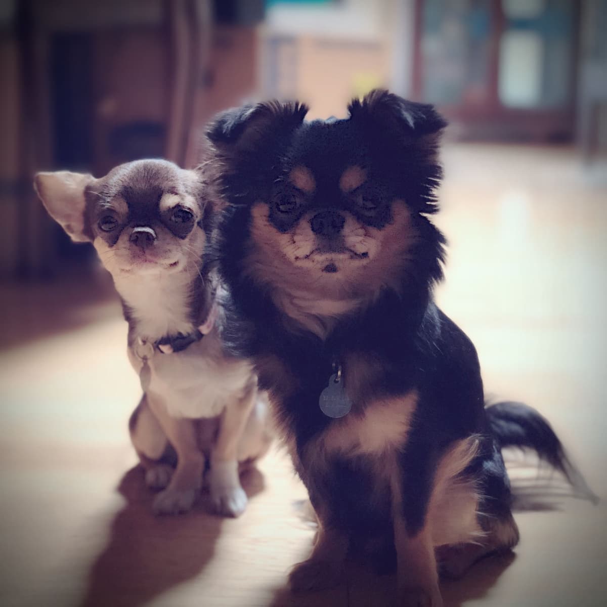Chihuahua Puppies breeder image 13