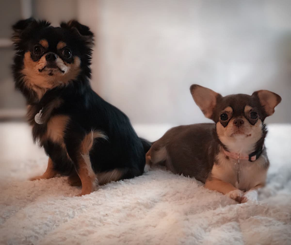 Chihuahua Puppies breeder image 11