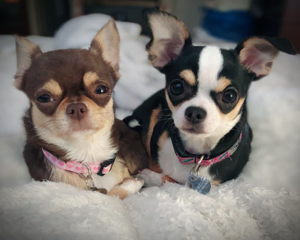 Chihuahua Puppies breeder image 12