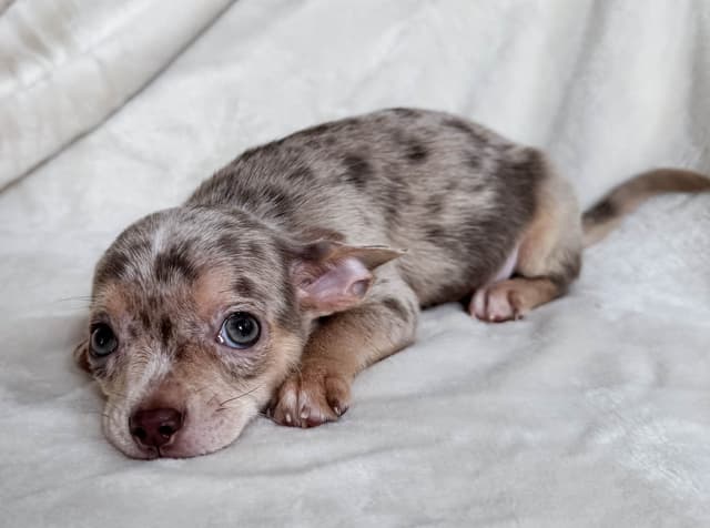 Chihuahua Puppies media 12