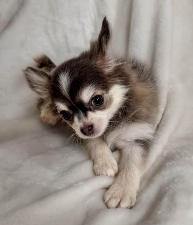 Chihuahua Puppies media 3