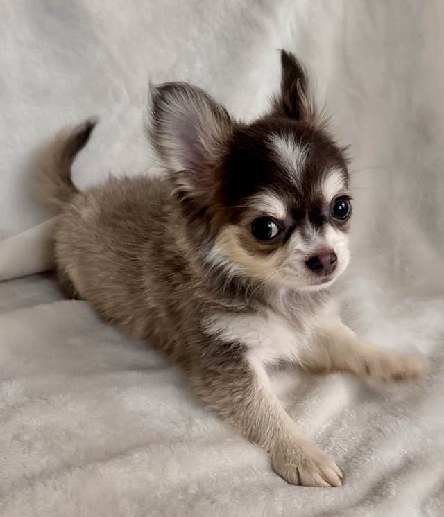 Chihuahua Puppies media 4