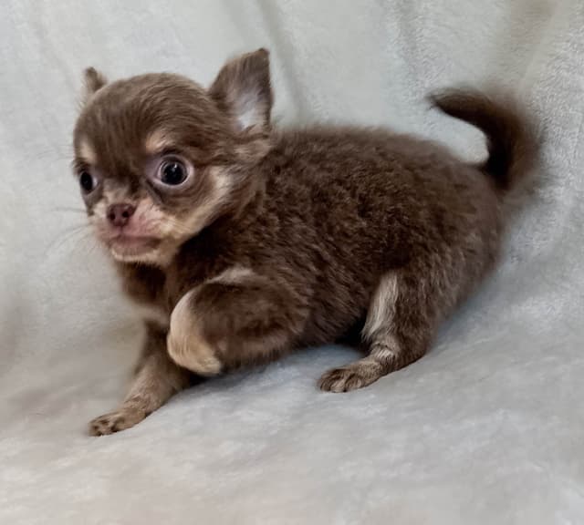 Chihuahua Puppies media 8