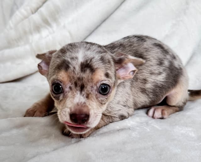 Chihuahua Puppies media 13