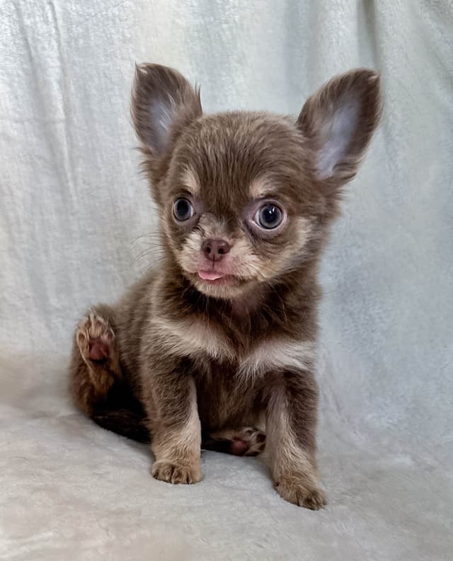 Chihuahua Puppies media 6