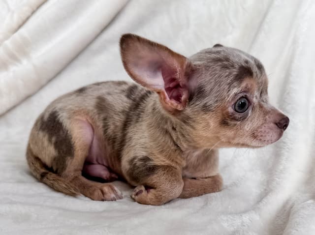 Chihuahua Puppies media 15