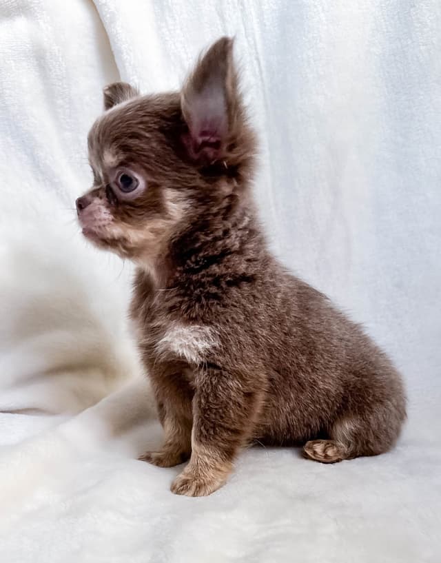 Chihuahua Puppies media 9