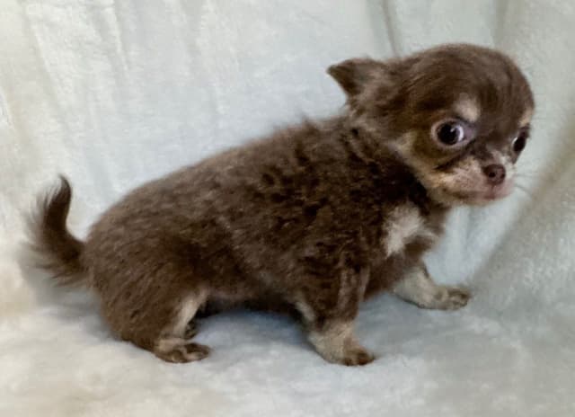 Chihuahua Puppies media 10
