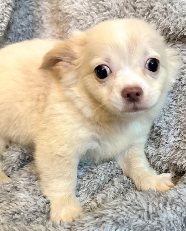 Chihuahua Puppies media 19