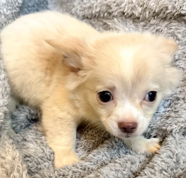 Chihuahua Puppies media 18
