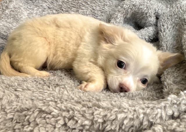 Chihuahua Puppies media 20