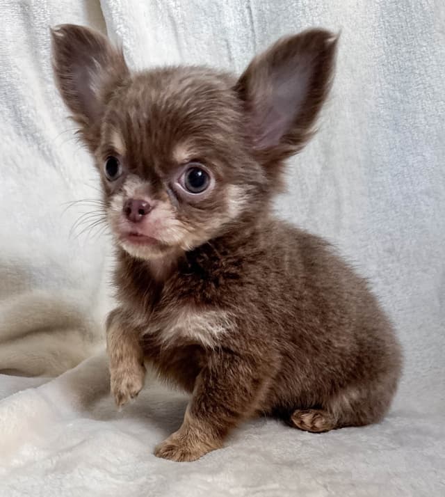 Chihuahua Puppies media 7