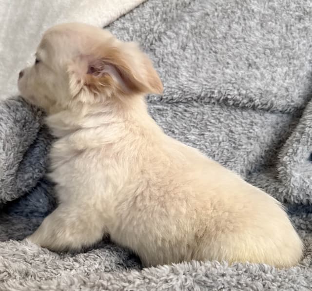 Chihuahua Puppies media 21