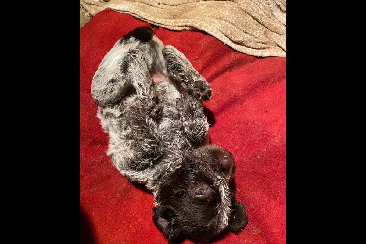 Wirehaired Pointing Griffon Puppies breeder image 14