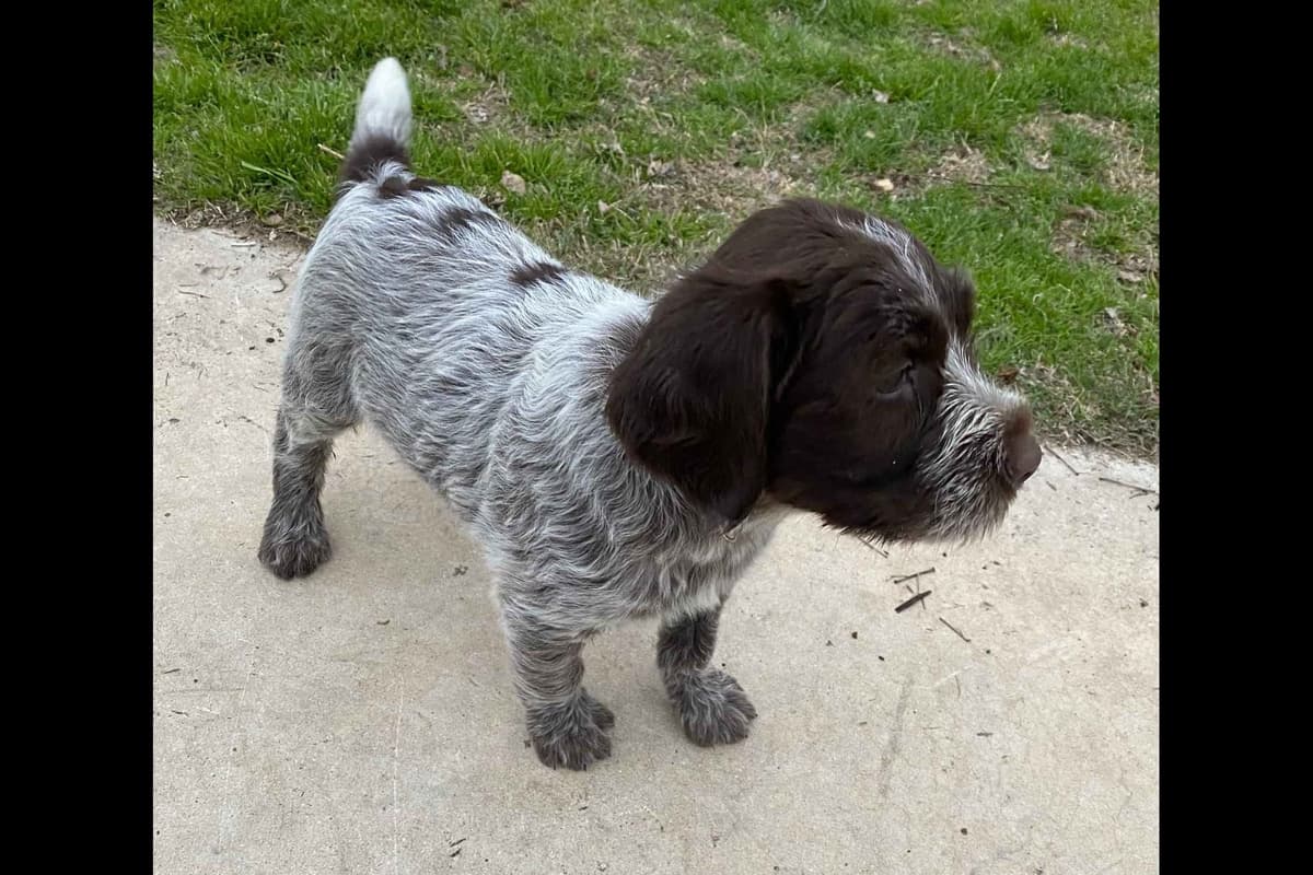 Wirehaired Pointing Griffon Puppies breeder image 13