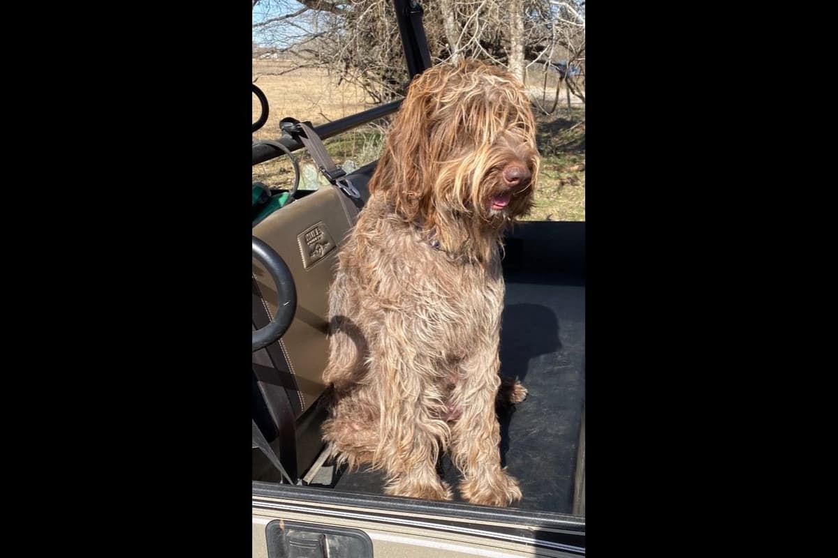 Wirehaired Pointing Griffon Puppies breeder image 2