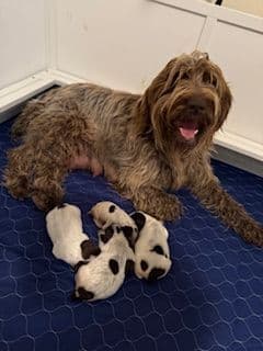 Wirehaired Pointing Griffon Puppies breeder image 3