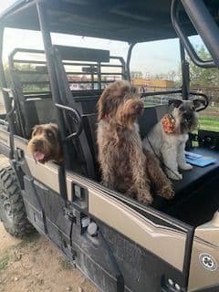 Wirehaired Pointing Griffon Puppies breeder image 10