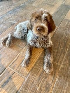 Wirehaired Pointing Griffon Puppies breeder image 6