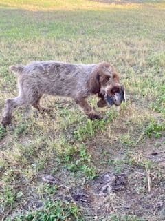 Wirehaired Pointing Griffon Puppies breeder image 7