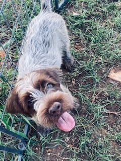Wirehaired Pointing Griffon Puppies breeder image 8