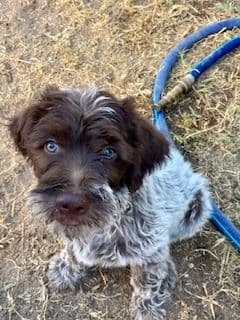 Wirehaired Pointing Griffon Puppies breeder image 9