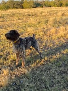 Wirehaired Pointing Griffon Puppies breeder image 11