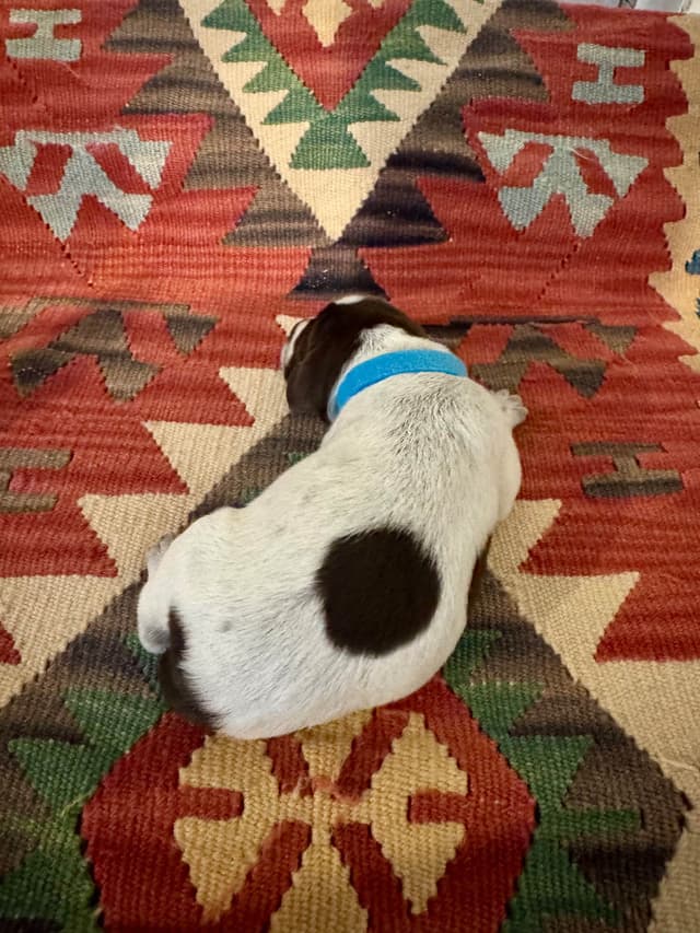 Wirehaired Pointing Griffon Puppies media 2