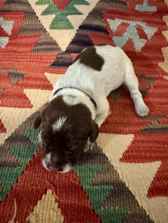 Wirehaired Pointing Griffon Puppies media 3