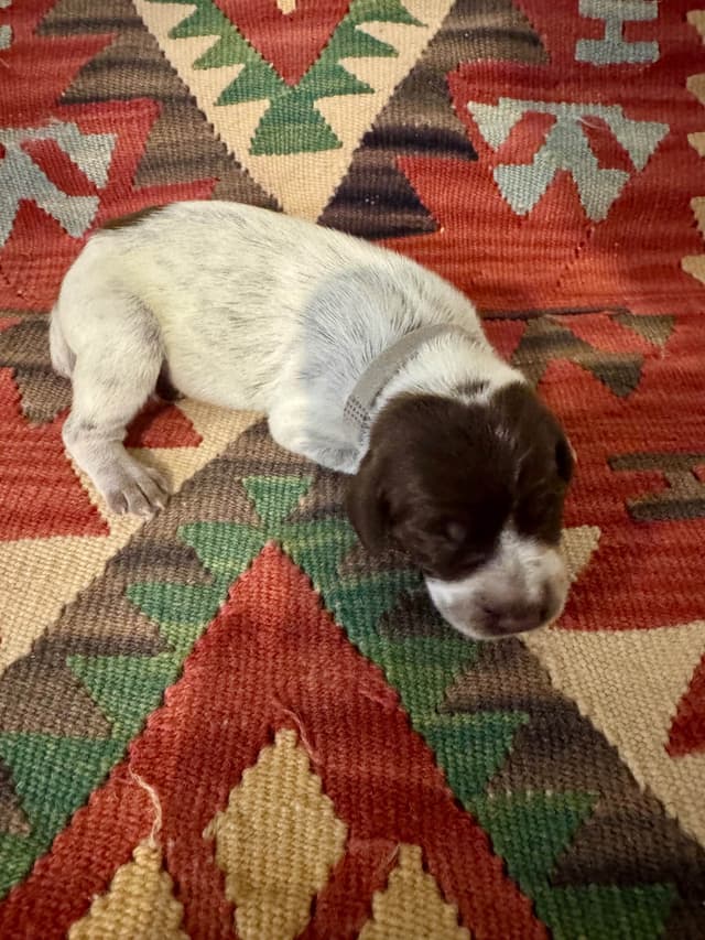 Wirehaired Pointing Griffon Puppies media 4