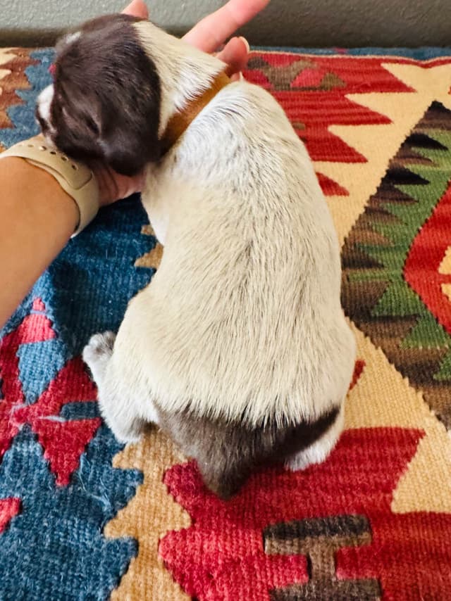 Wirehaired Pointing Griffon Puppies media 5