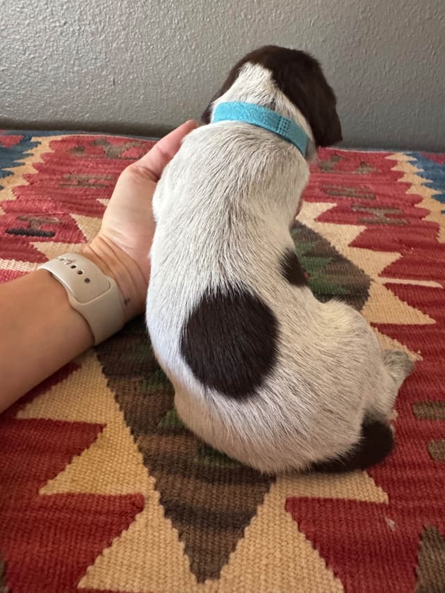 Wirehaired Pointing Griffon Puppies media 6