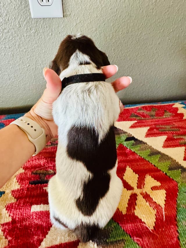 Wirehaired Pointing Griffon Puppies media 7