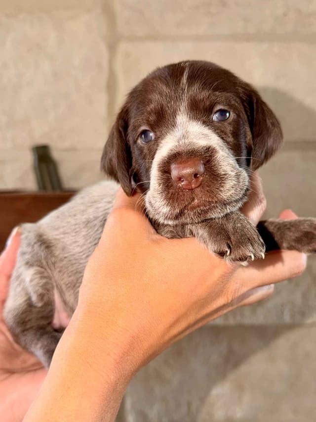 Wirehaired Pointing Griffon Puppies media 11