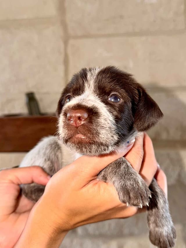 Wirehaired Pointing Griffon Puppies media 12