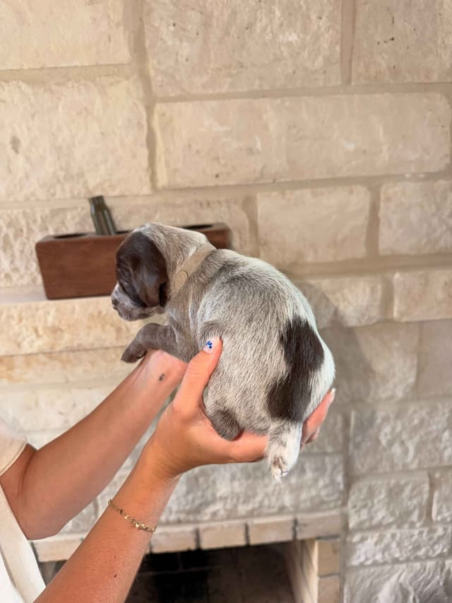 Wirehaired Pointing Griffon Puppies media 13