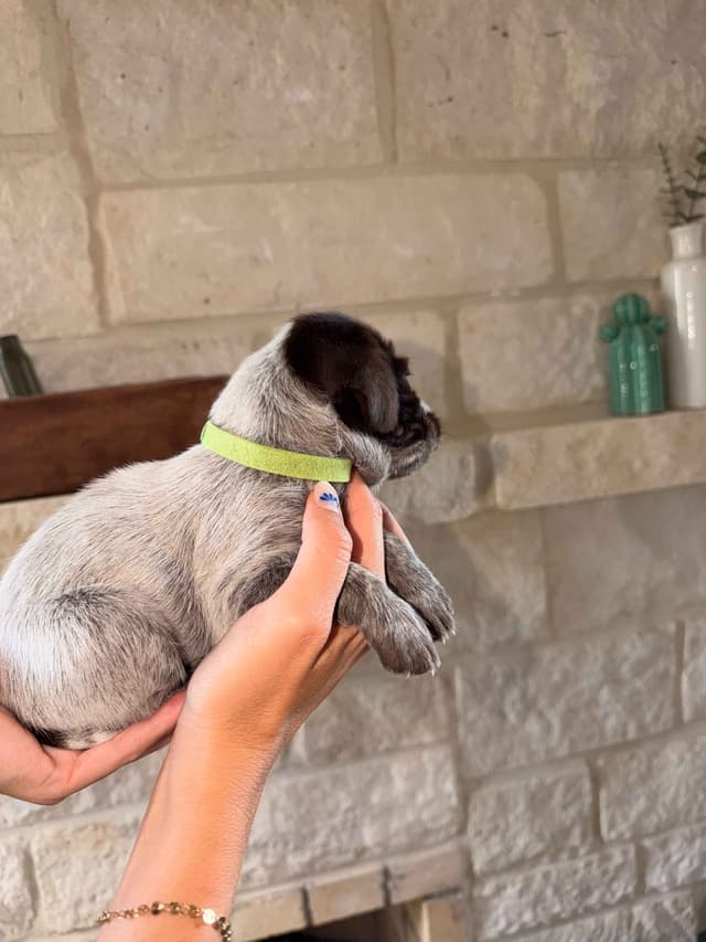 Wirehaired Pointing Griffon Puppies media 14