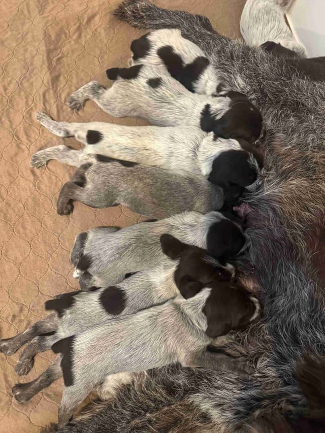 Wirehaired Pointing Griffon Puppies media 15