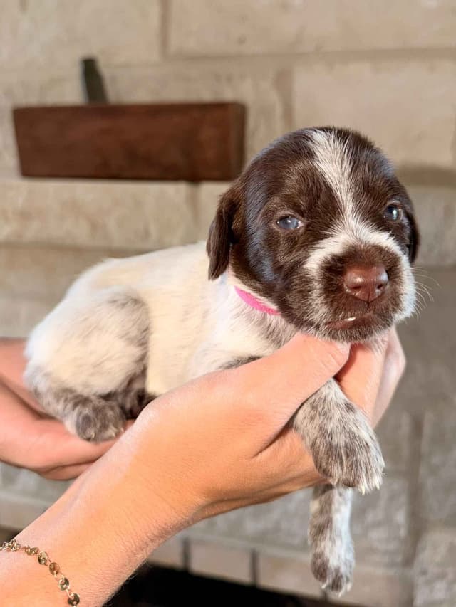 Wirehaired Pointing Griffon Puppies media 16