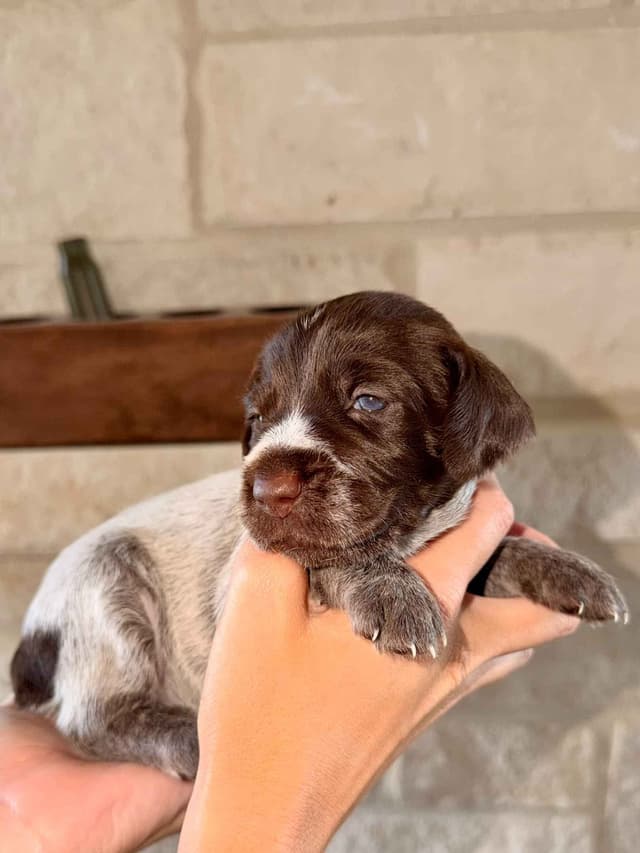 Wirehaired Pointing Griffon Puppies media 17