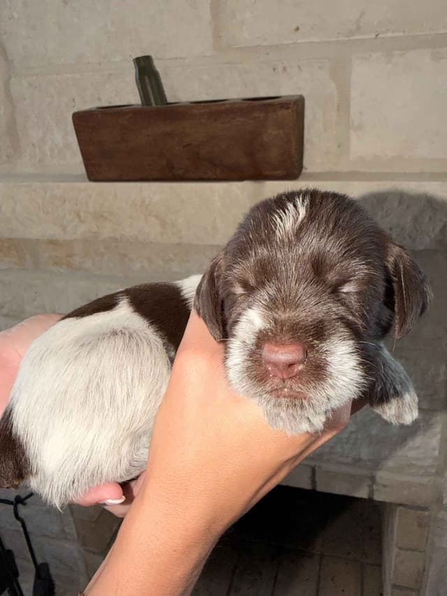 Wirehaired Pointing Griffon Puppies media 18