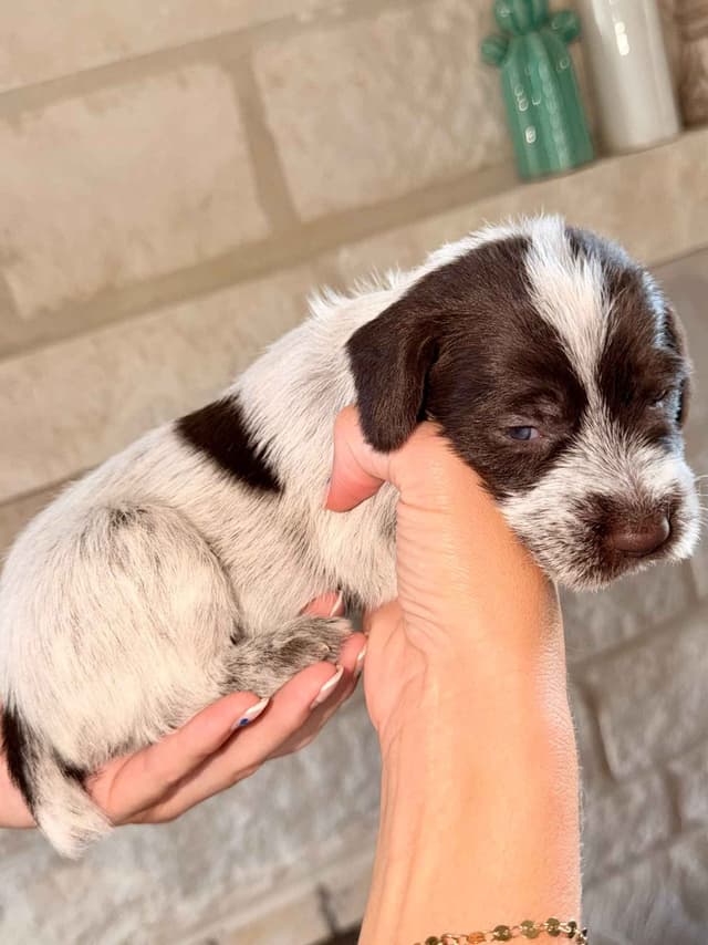 Wirehaired Pointing Griffon Puppies media 19