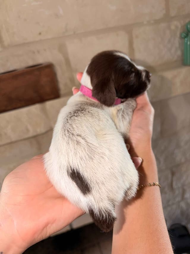 Wirehaired Pointing Griffon Puppies media 20