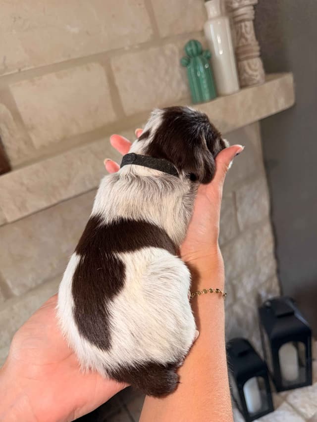 Wirehaired Pointing Griffon Puppies media 21