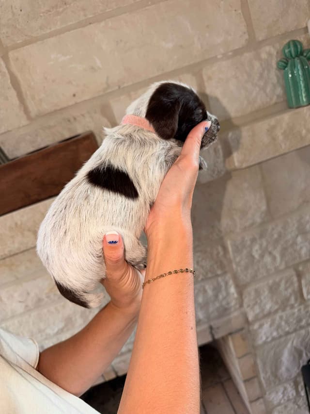 Wirehaired Pointing Griffon Puppies media 22