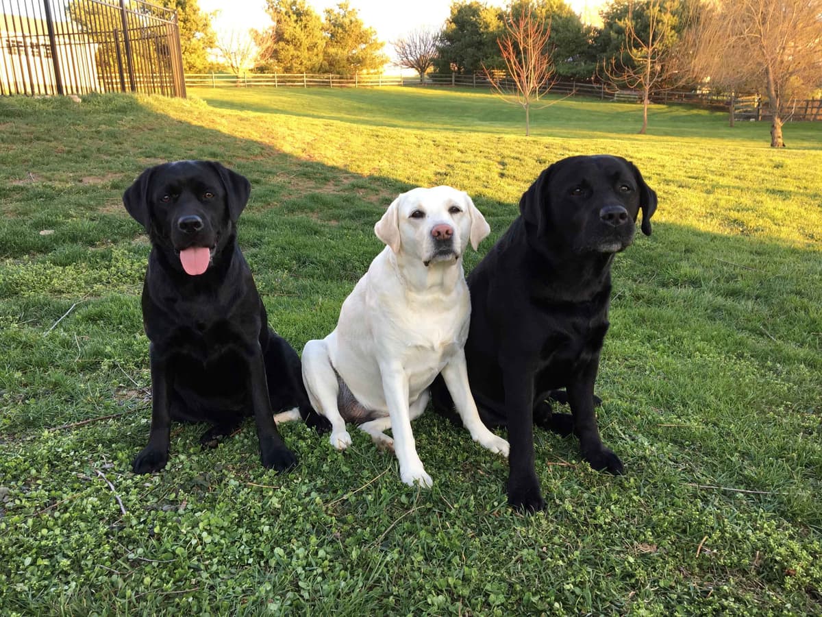 English Labrador Retriever Puppies breeder image 4